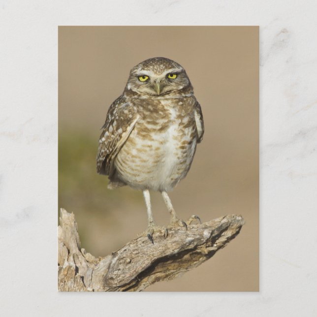 Burrowing Owl auf einer Cholla Rib Postkarte (Vorderseite)