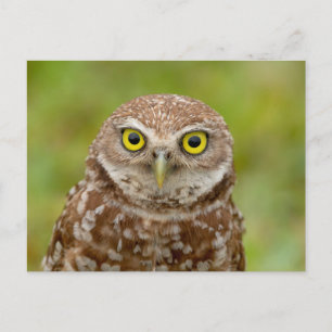Burrowing Owl in Florida Postkarte