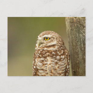 Burrowing Owl in Florida Postkarte