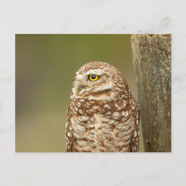 Burrowing Owl in Florida Postkarte (Vorderseite)