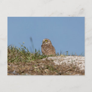 Burrowing Owl in Florida Postkarte