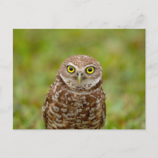 Burrowing Owl in Florida Postkarte (Vorderseite)