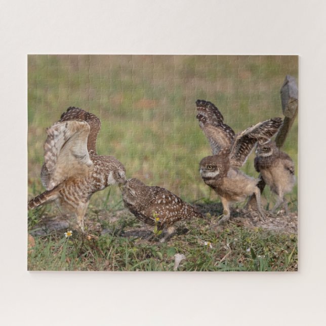Burrowing Owls Jigsaw Puzzle (Horizontal)