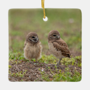 Burrowing Owls Keramik Ornament
