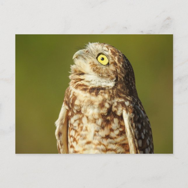 Burrowl Postkarte (Vorderseite)
