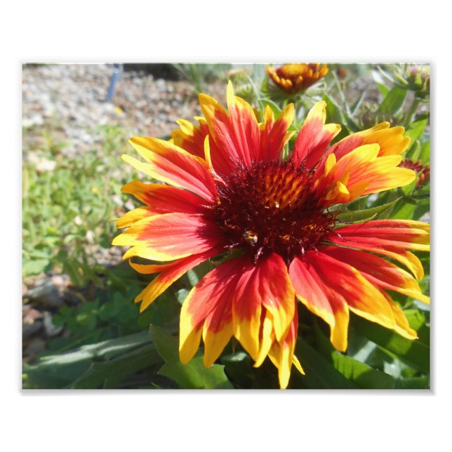 Bursting Bright Fotodruck (Vorne)