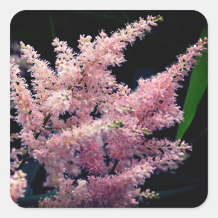 Bursting Pink Blume Quadratischer Aufkleber