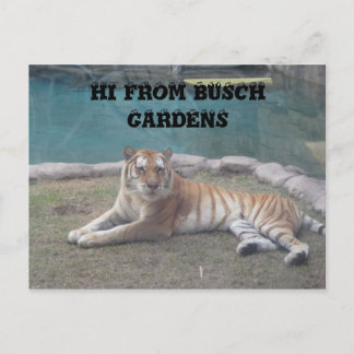 Busch Gardens Postkarte