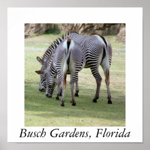 Busch Gärten, Florida Poster