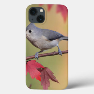 Büschelige Titmice iPhone 13 Hülle
