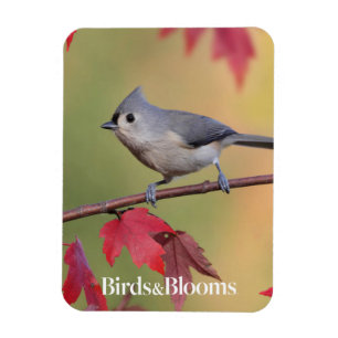 Büschelige Titmice Magnet