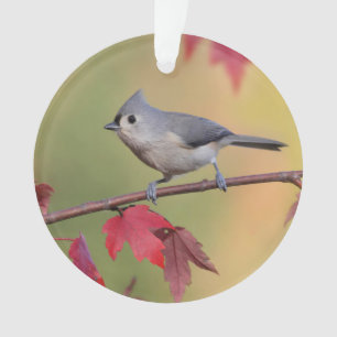 Büschelige Titmice Ornament