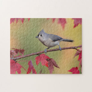 Büschelige Titmice Puzzle