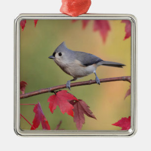 Büschelige Titmice Silbernes Ornament