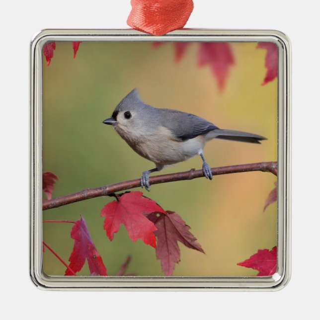 Büschelige Titmice Silbernes Ornament (Vorne)
