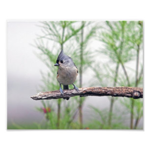 Büscheliger Titmouse Fotodruck