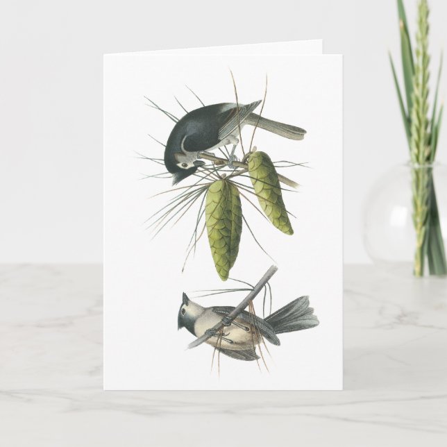 Büscheliger Titmouse, John Audubon Karte (Vorderseite)