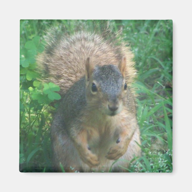 Buschmagnet Magnet (Vorne)