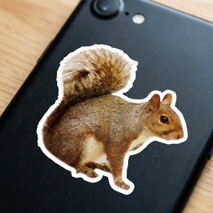 Buschschwanz Eichhörnchen Aufkleber
