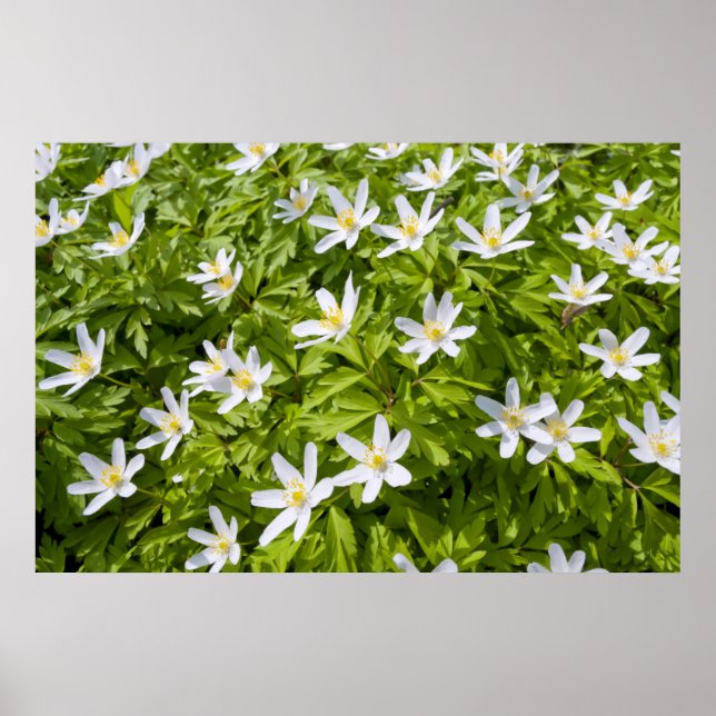 Buschwindröschen Poster (Vorne)