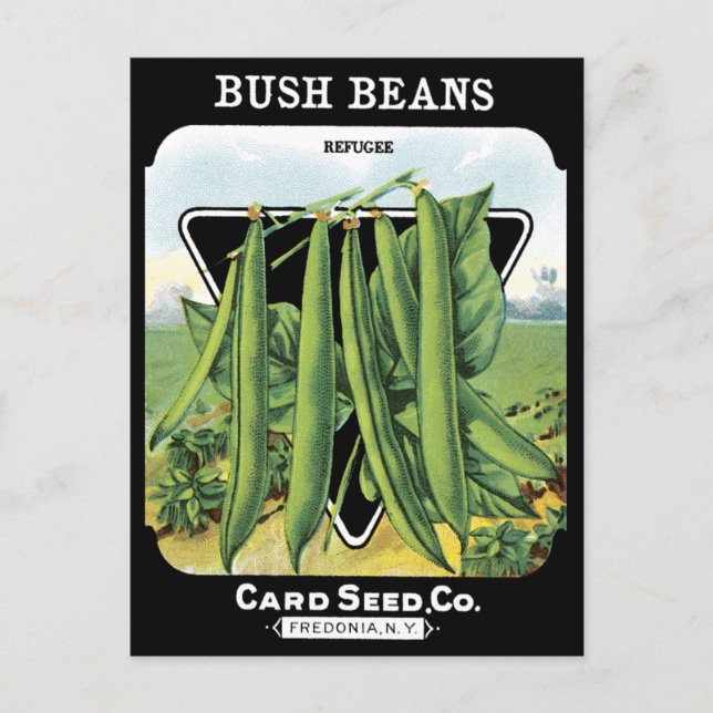 Bush Boans Seed Pack Gemüse Garten schwarz NY Postkarte (Vorderseite)