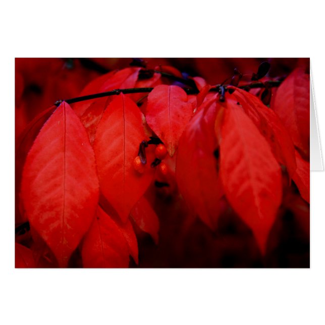 Bush brennen (Vorderseite (Horizontal))
