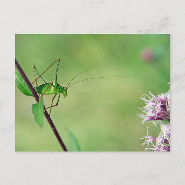 Bush-Cricket (Leptophyes punctatissima) Postkarte (Vorderseite)