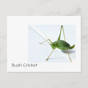 Bush Cricket Postcatrd Postkarte