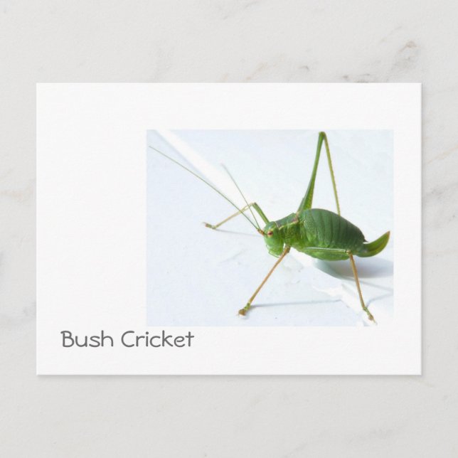 Bush Cricket Postcatrd Postkarte (Vorderseite)