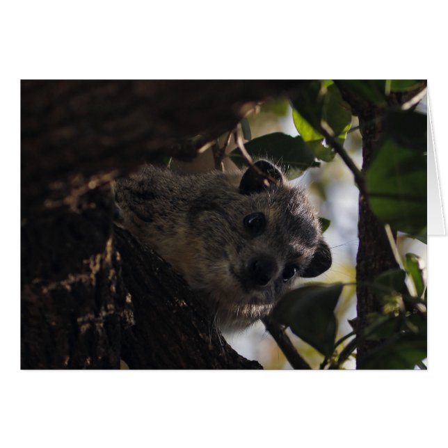 Bush Hyrax (Vorderseite (Horizontal))