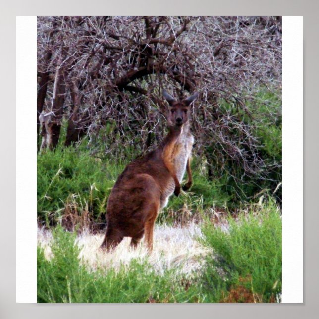 Bush Kangaroo Print Poster (Vorne)