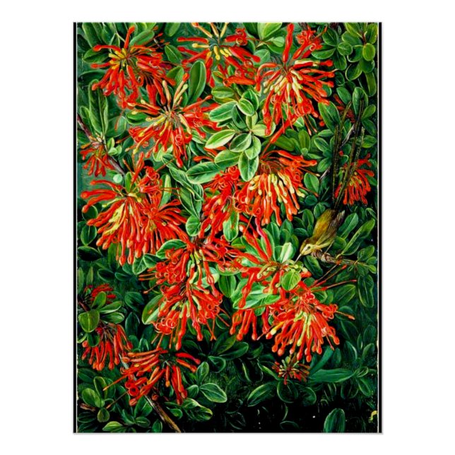 Bush und Emu Wren des Chilen, der schönen Kunst, Poster (Vorderseite)