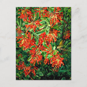 Bush und Emu Wren des Chilen, der schönen Kunst, Postkarte