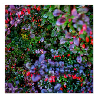 Bush verkörpern poster