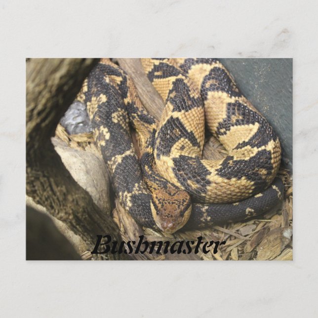 Bushmaster Postkarte (Vorderseite)