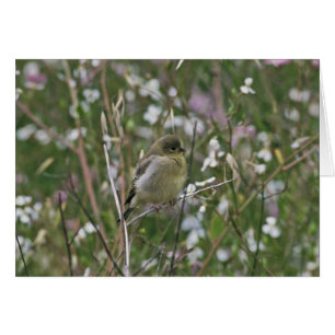 Bushtit