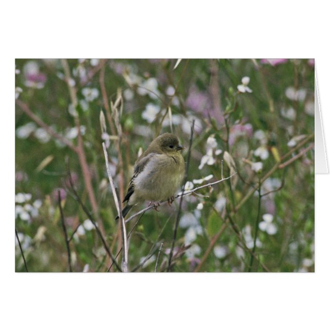 Bushtit (Vorderseite (Horizontal))