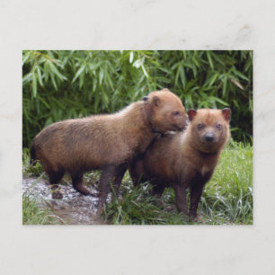 Bushund-b-1 Postkarte