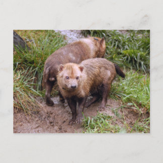 Bushund-b-2 Postkarte