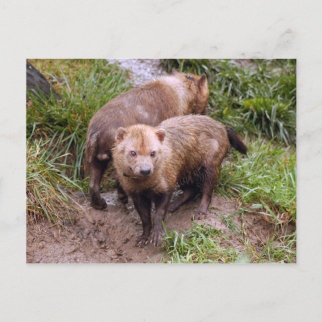Bushund-b-2 Postkarte (Vorderseite)