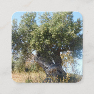 Business Cards alter Baum Design Stil Quadratische Visitenkarte