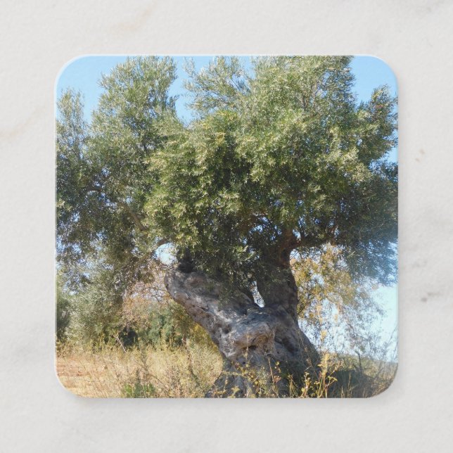 Business Cards alter Baum Design Stil Quadratische Visitenkarte (Vorderseite)