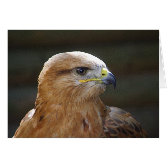 Bussard (Vorderseite (Horizontal))