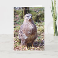 Bussard Faltstehende vertikale Grußkarte Eigene Te