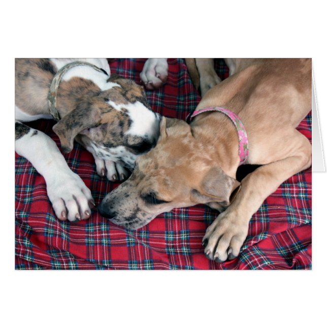 Buster (Vorderseite (Horizontal))