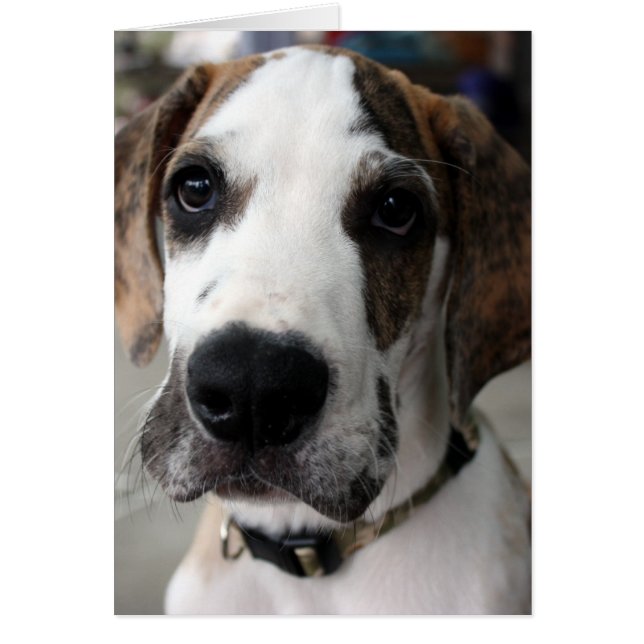 Buster 1 (Vorne)