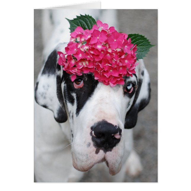 Buster Great Dane (Vorne)