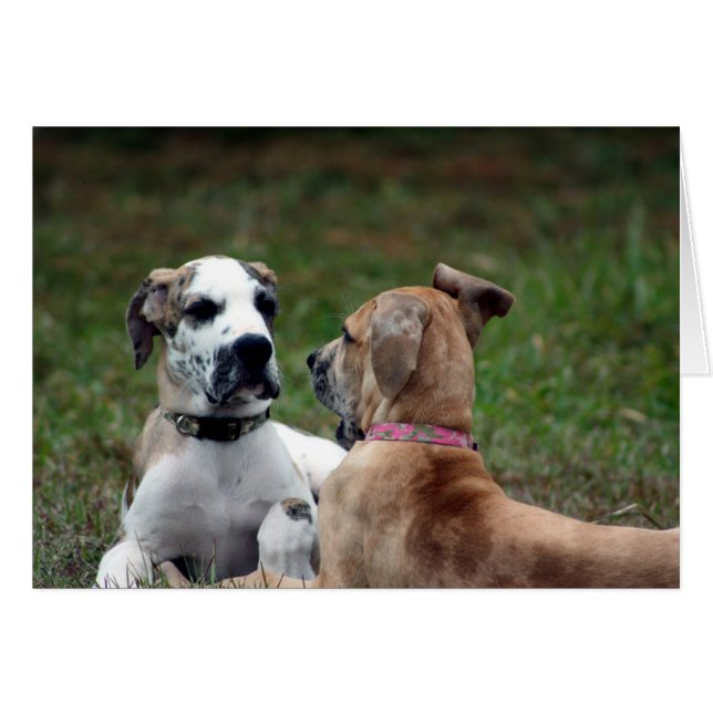 Buster und Jade 3 (Vorderseite (Horizontal))