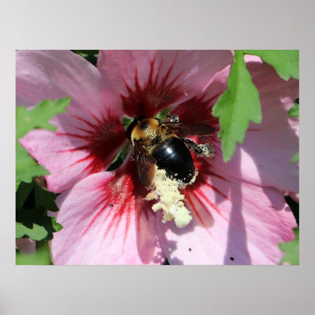 Busy Be Collection Pollen in a Hibiscus  Poster (Vorne)