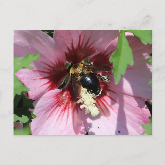 Busy Be Collection Pollen in a Hibiscus  Postkarte (Vorderseite)
